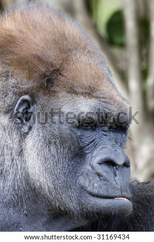 Western Lowland Gorilla (Gorilla gorilla gorilla) portrait