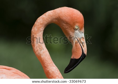 Side profile of an American Flamingo (Phoenicopterus ruber)