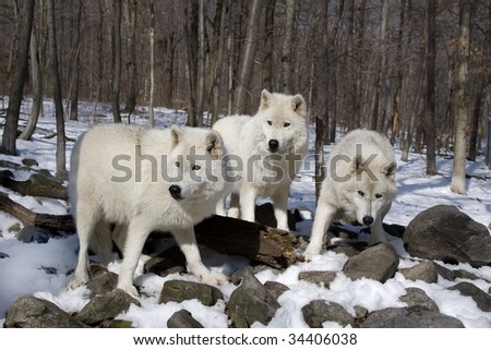 3 Arctic Wolves standing in the snow