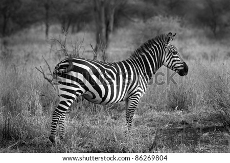 black and white side profile image of a zebra