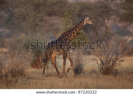 Masai Giraffe in beautiful late afternoon light