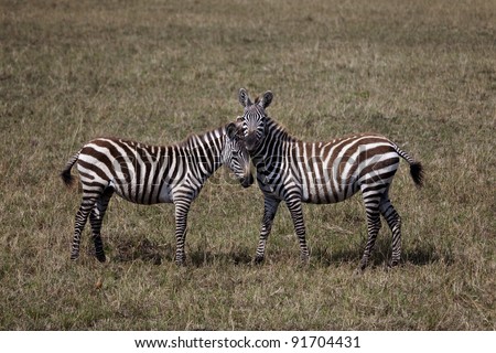 Two young zebras standing with their heads together
