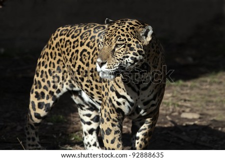 A female jaguar is coming out of the shadows into the sunlight