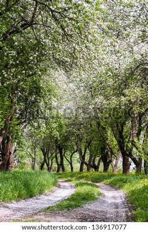 Rural path through the apple orchard