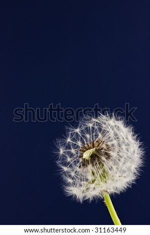 Closeup of a dandelion against a clean dark blue background
