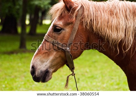 a horse feeding of off grass on an edge of wood