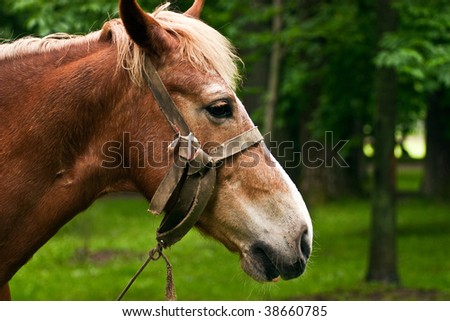 a horse feeding of off grass