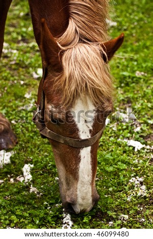 a horse feeding of off grass