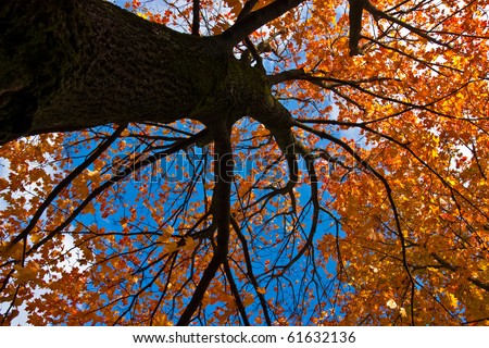 Looking up at the sky up a huge maple tree
