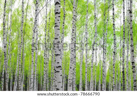 birch trees with lush foliage