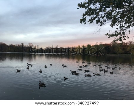 Canadian geese in Brooklyn\'s Prospect Park