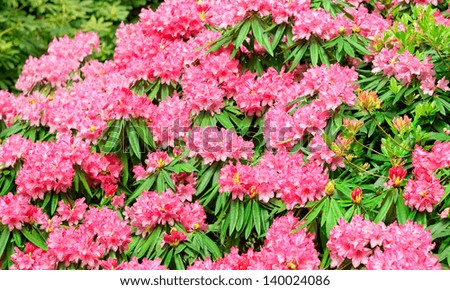 Pink rosebay decorative shrub