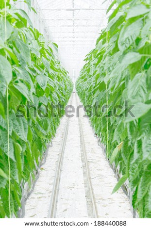 Rows of bell pepper plants in a greenhouse