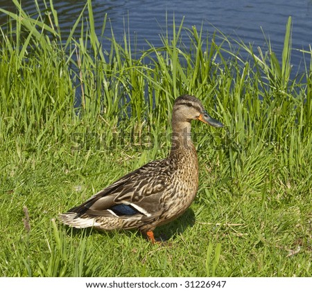 Wild duck by the Pond