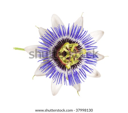 Flower Service on Blue Passion Flower  Passiflora Caerulea  Isolated On White Background