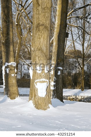 Trees with snow faces in the park