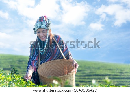 Asia worker farmer women were picking tea leaves for traditions in the sunrise morning at tea plantation nature. Lifestyle Concept