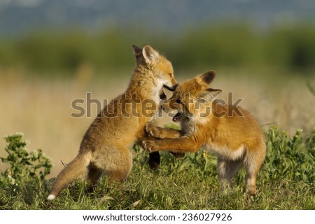 Kit Red Foxes playing