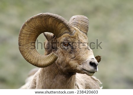 Head shot of a ram