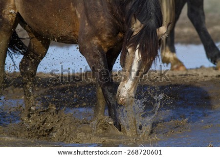Wild Horse kicking  the muddy water and making a splash