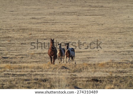 Wild Horses running to catch up to the heard