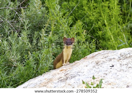 Baby Long Tail Weasel looking around