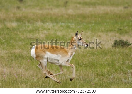 Antelope running in Yellowstone N.P.
