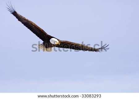 Bald Eagle flying around looking for food at Farmington Bay, UT