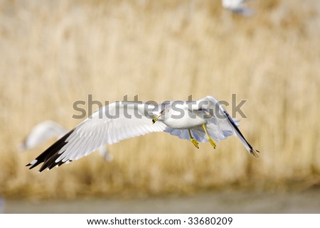 Ring Billed Gull hovering looking for food at Farmington Bay, UT