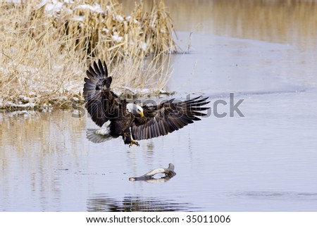 Bald Eagle landing on a log.