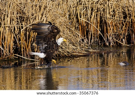 Bald Eagle walking from one fish to another one to eat.