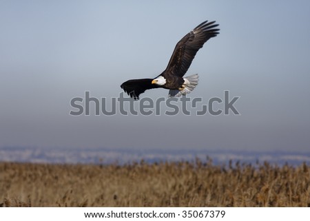 Bald Eagle flying by to find another spot to hang out.