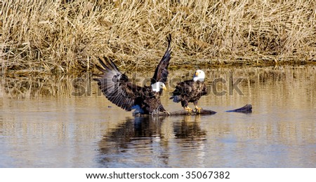 Bald Eagle landing on a log next to another Bald Eagle.