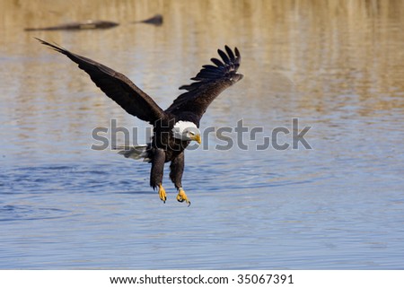 eagle taking off