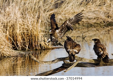 Juvenile Bald Eagle landing on a log with two other juvenile Bald Eagles are perched