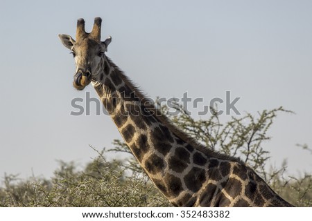 Giraffe picking in his nose