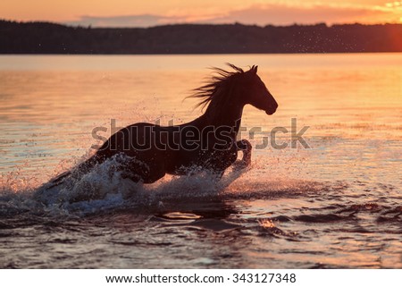Galloping horse on the water