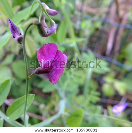 Purple Crown Vetch (Securigera varia)