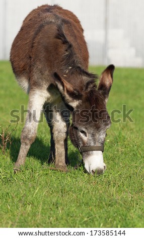brown donkey in a field in la spezia