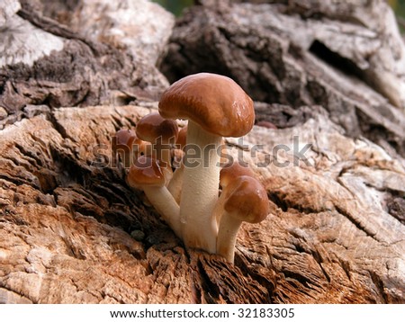 Some mushroom on the log in forest