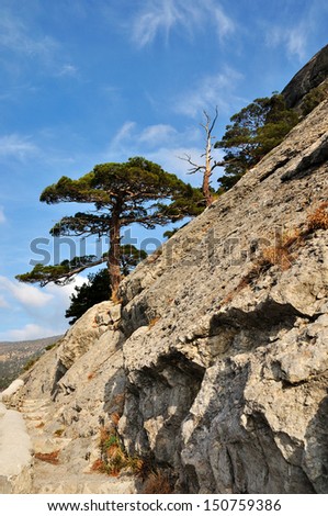 Alone pine and rocky slope, sunny day