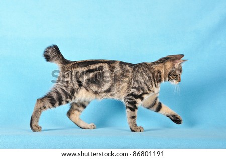 Kurilian Cat
