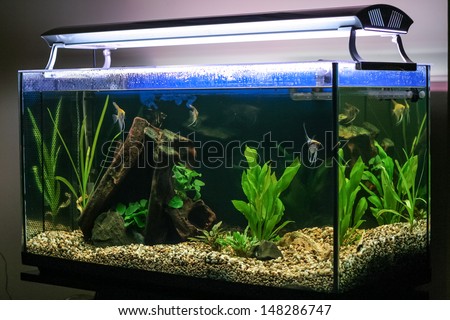 Tropical fish swimming in lighted aquarium or fish tank.