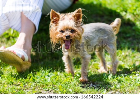 Portrait of tired small dog panting with grass and leg of owner in background.