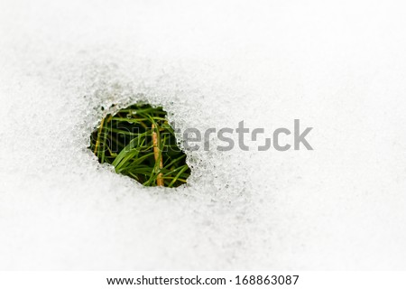 Some new, green plant life peeking out from the ice and snow.