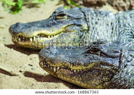Closeup of the heads of two crocodiles in profile, side by side.