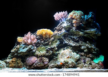 Close up of tropical sea water aquarium in domestic setting.