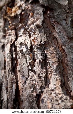 Pine cortex. Old bark of tree texture detail.