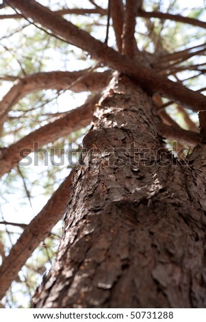 Pine cortex.Old bark of tree texture detail.
