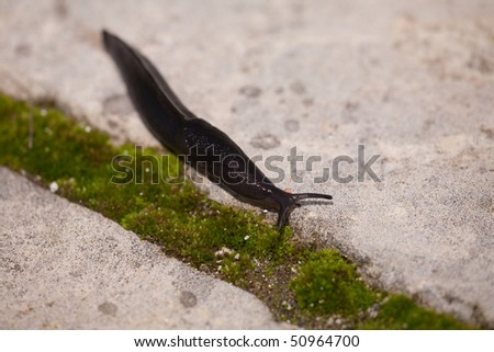 Garden snail sliding on the floor
